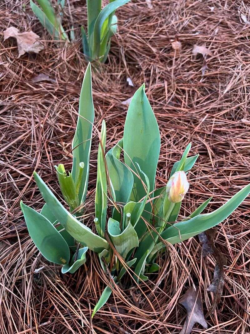 Tulips