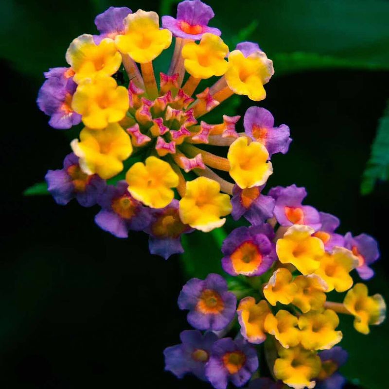 Lantana