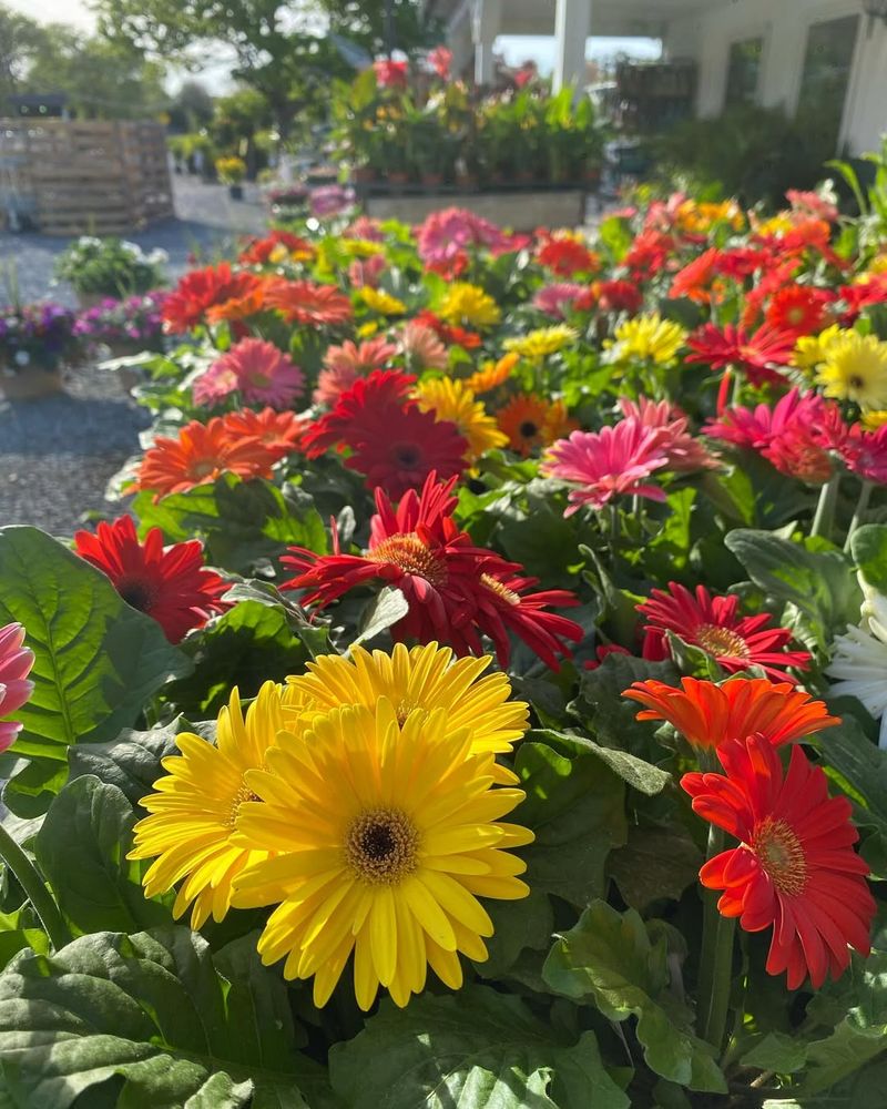 Gerbera Daisies