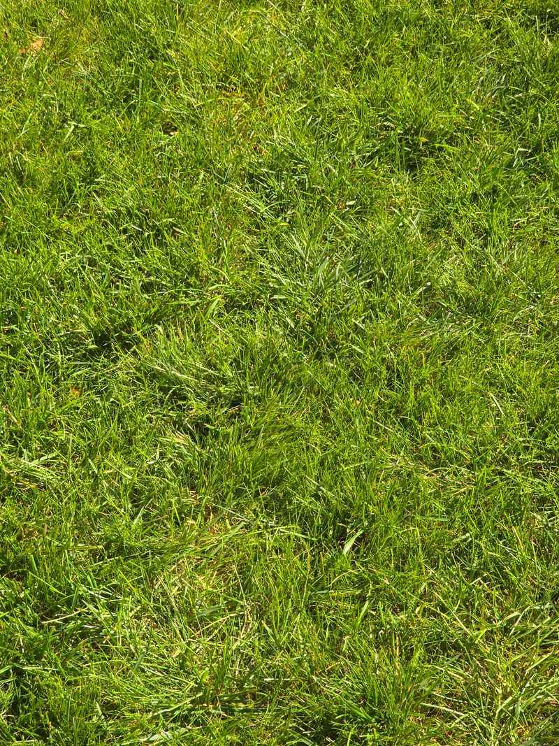 Skipping Overseeding