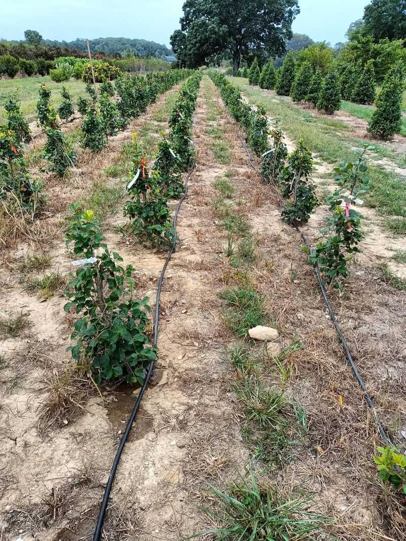 Water at Ground Level Only