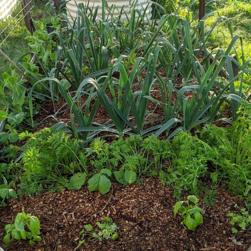 Rotate Crop Locations For Vegetables
