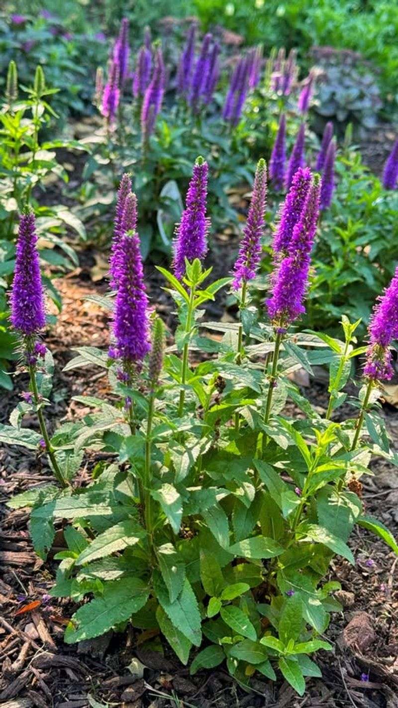 Building Garden Resilience For Unpredictable Springs
