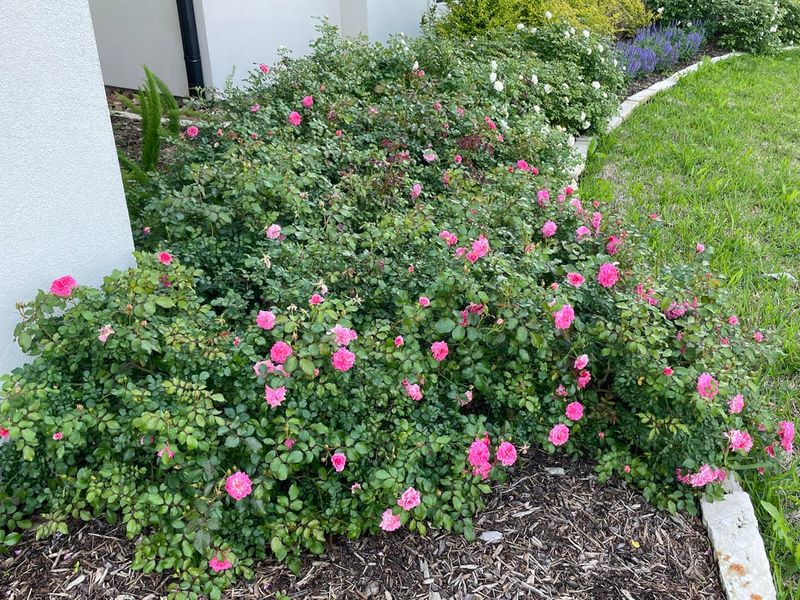 Controls Plant Size Before Winter