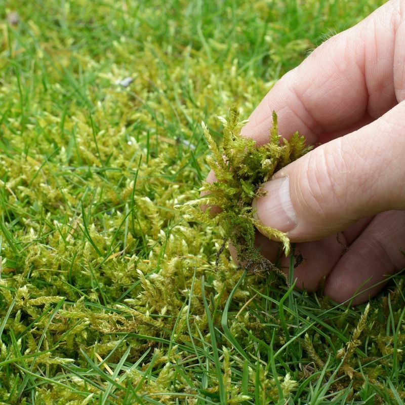 Combats Moss Growth Naturally