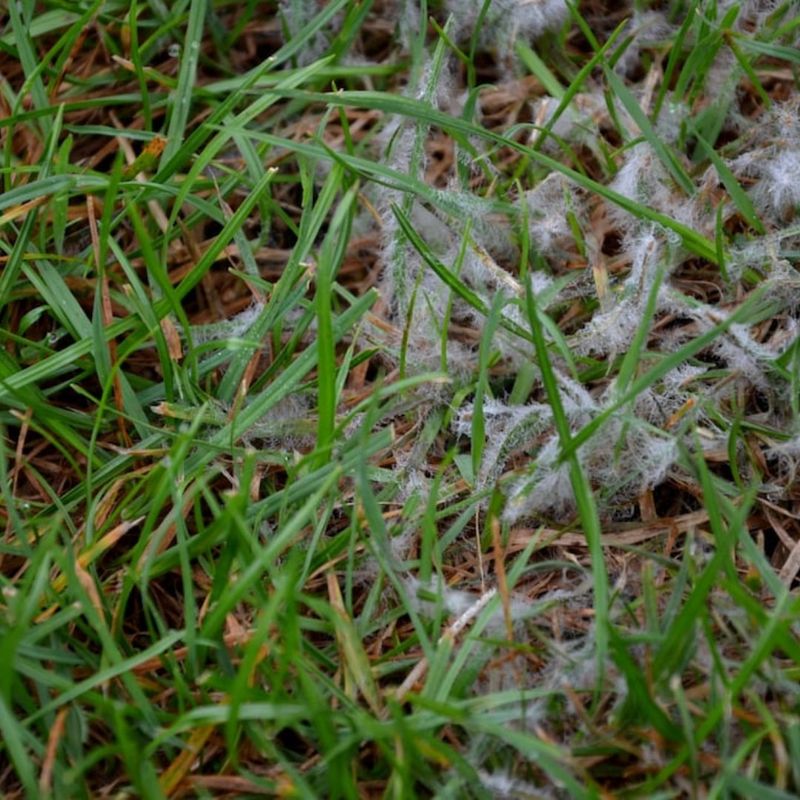 Prepares Lawn For Winter Stress