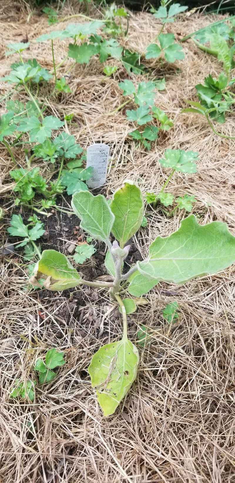Too Close To Peppers, Potatoes, Or Eggplants