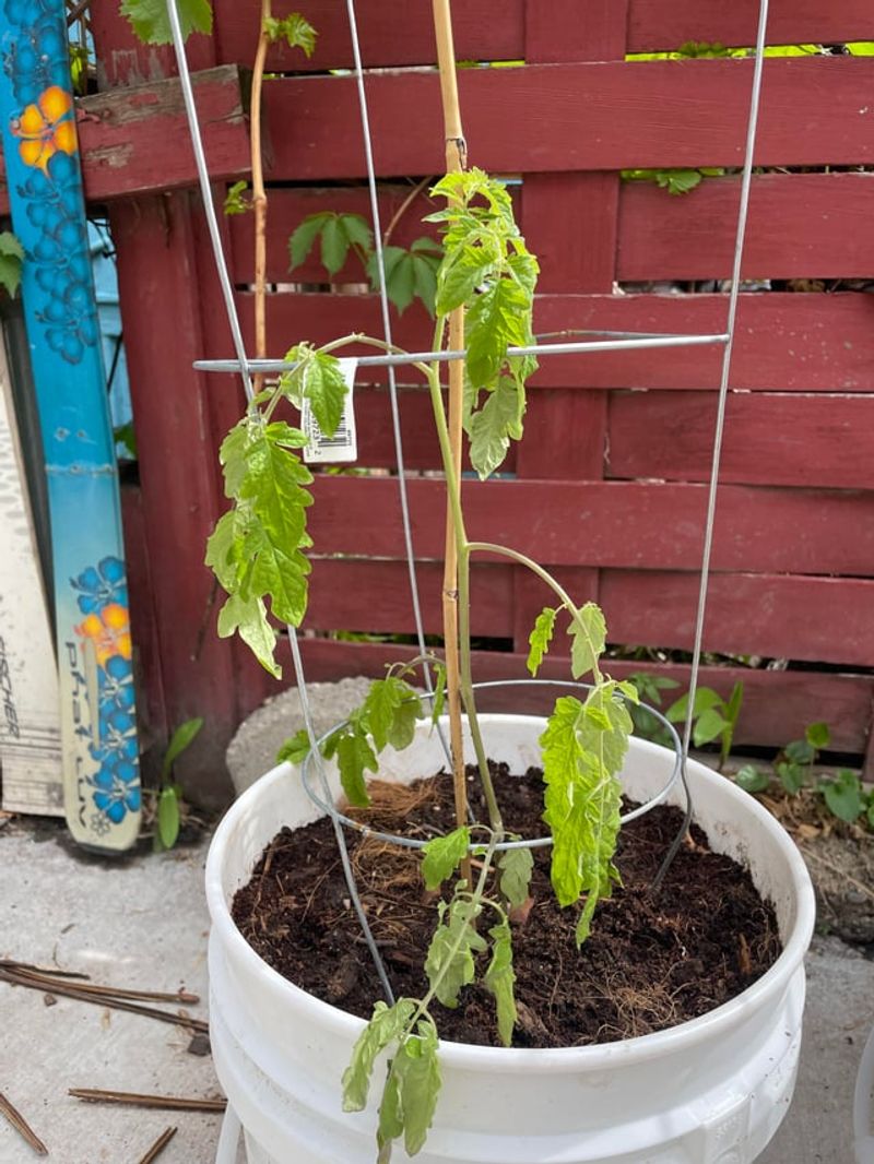 In Containers Without Drainage Holes