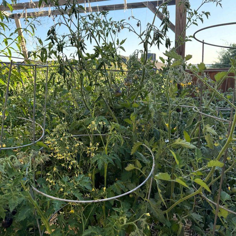 Where Tomatoes Grew Last Year