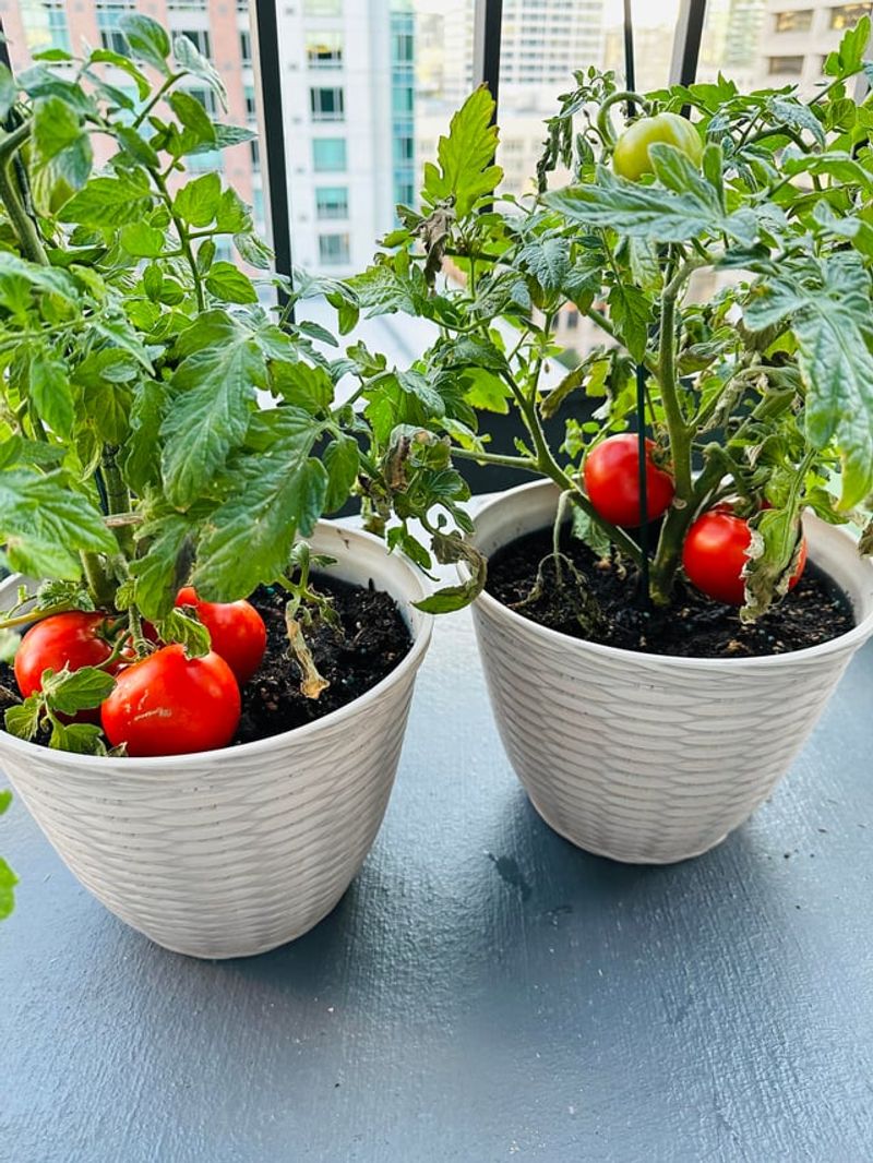 Next To Competing Nightshade Family Members