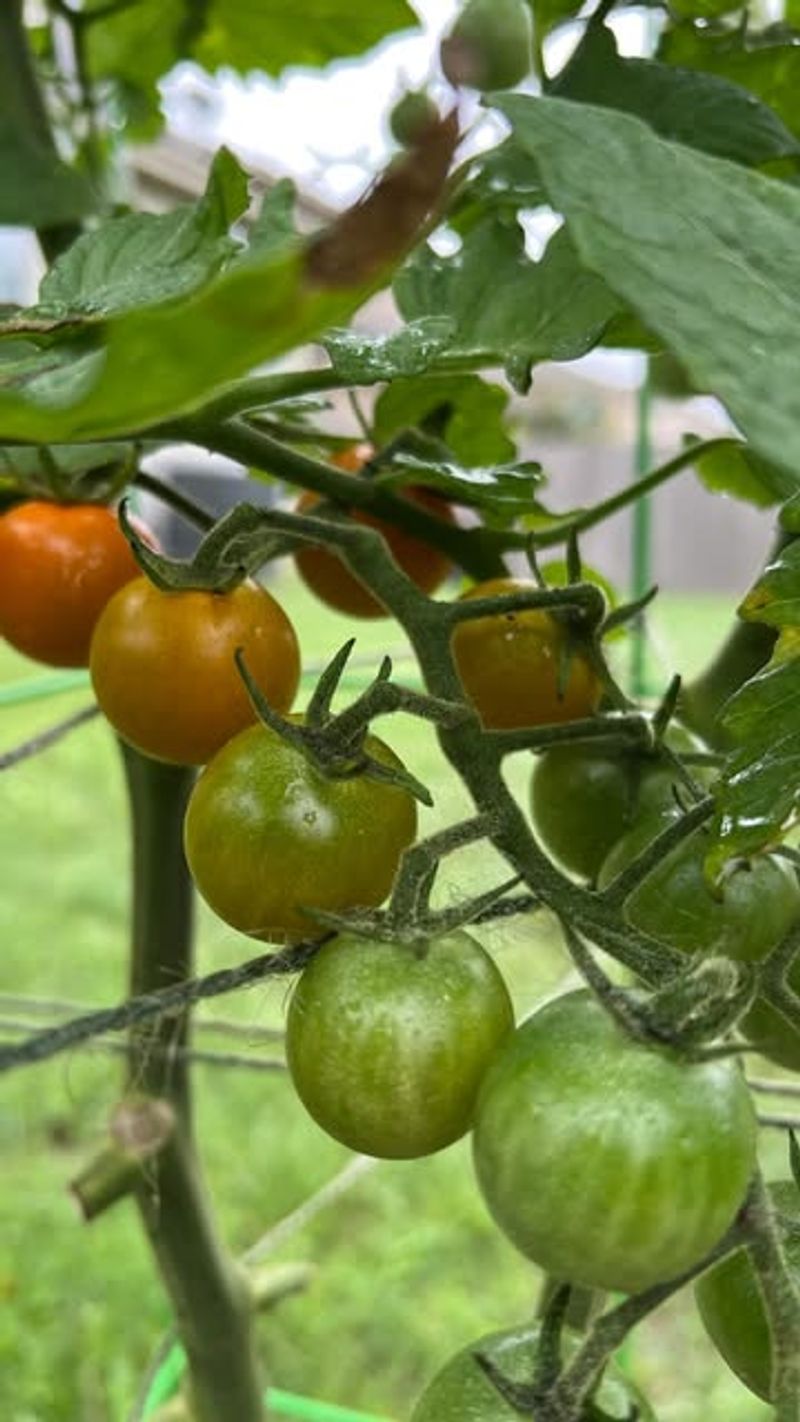 Too Close To Other Nightshade Family Plants