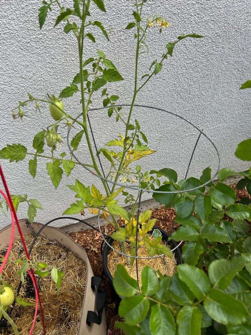 In Completely Shaded Courtyards