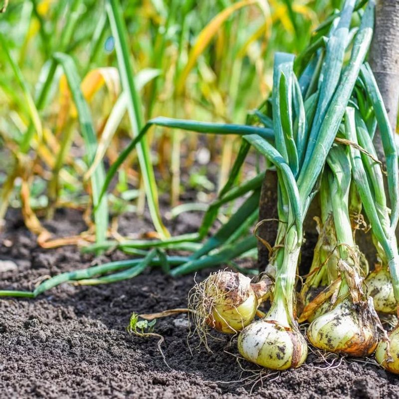 Directly After Other Alliums