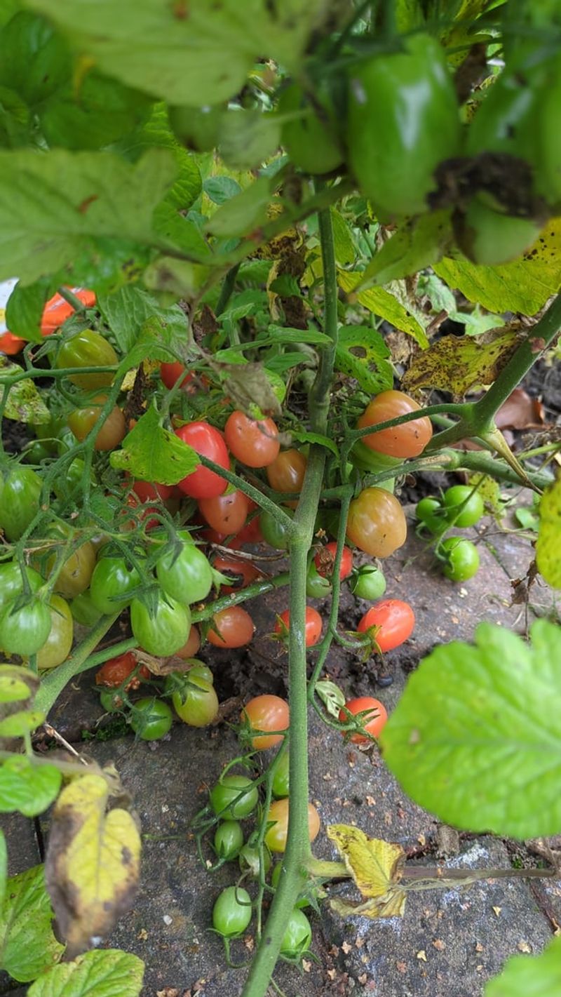 Too Close To Other Nightshade Vegetables