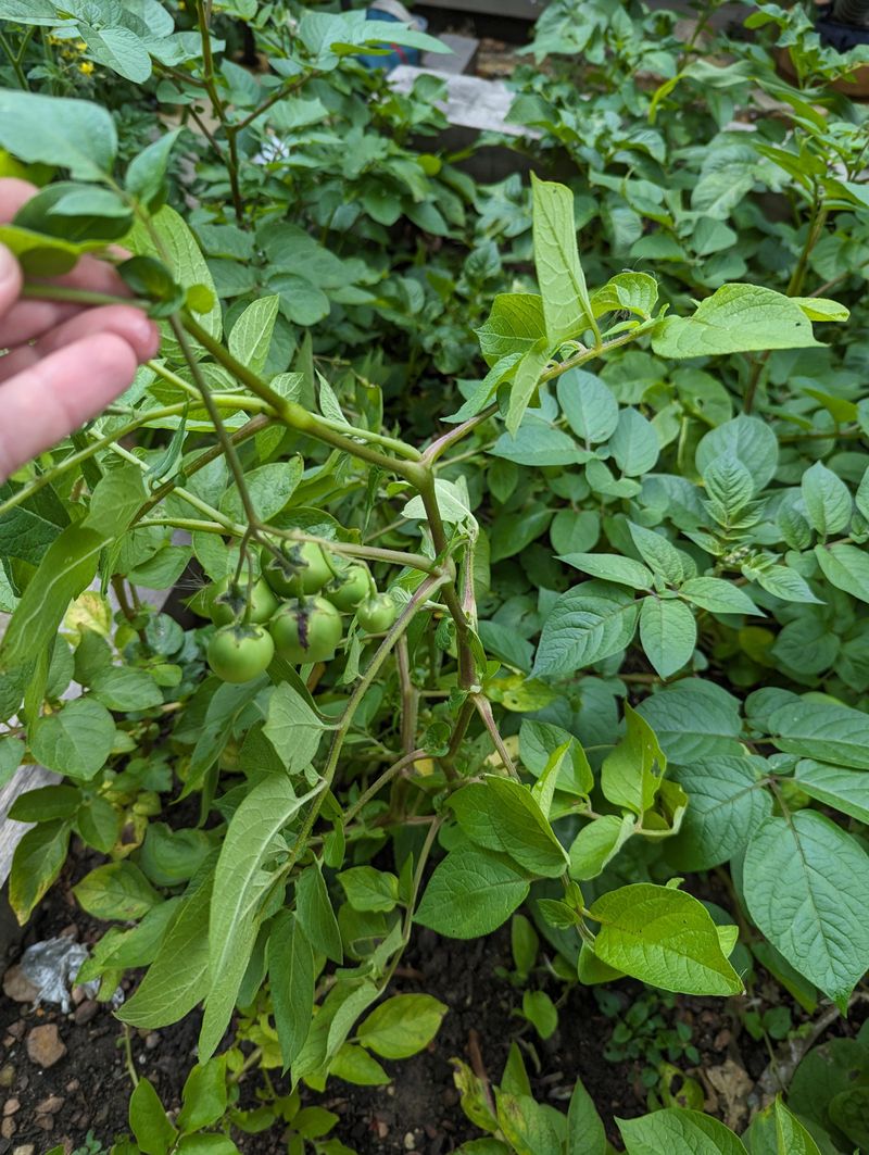 Where You Grew Potatoes or Peppers Last Year