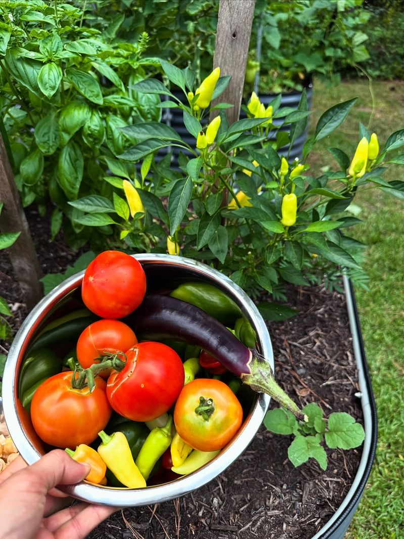 Where You Grew Peppers Or Eggplant Last Season