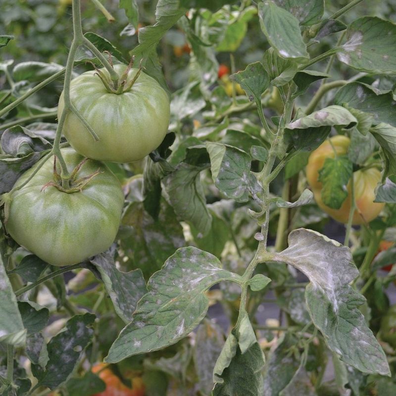 Where Previous Tomatoes Had Disease