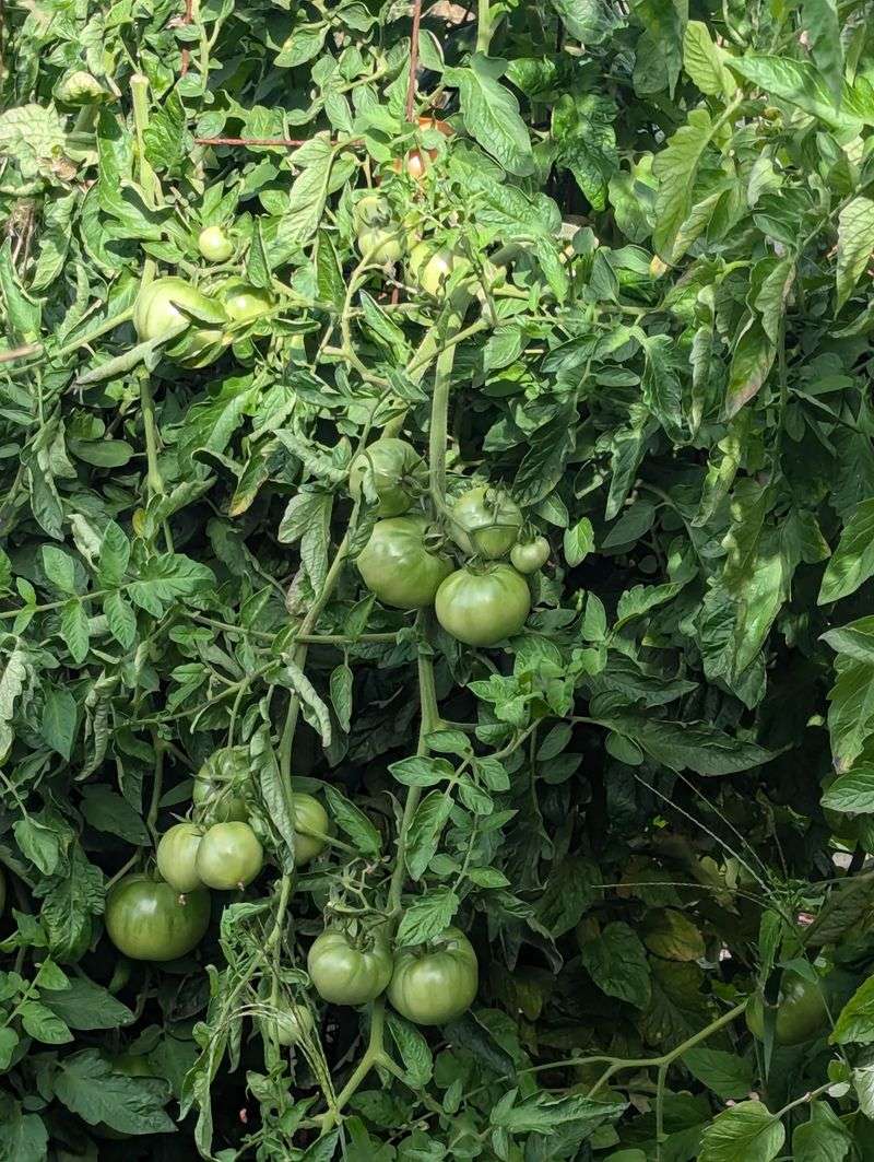 Where Lawn Chemicals Are Applied