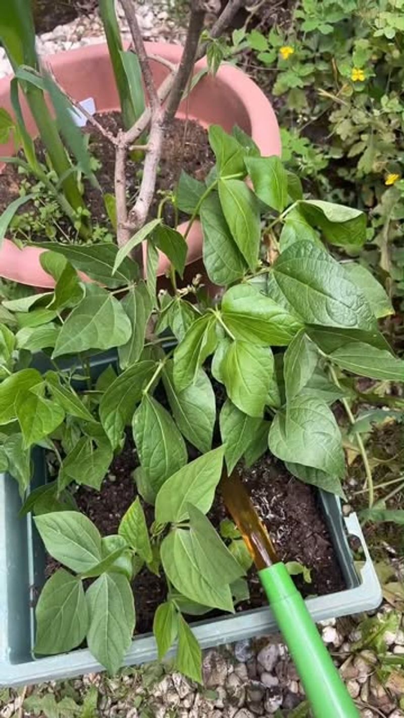 Use Calcium Nitrate as a Fast-Acting Fertilizer