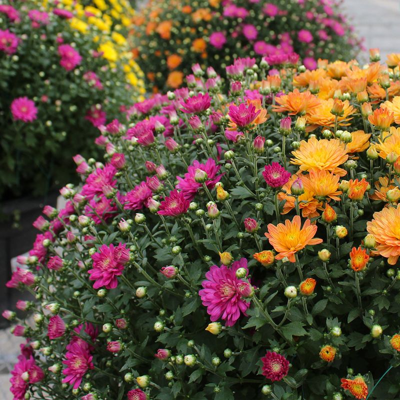 Use Colorful Mums as a Base