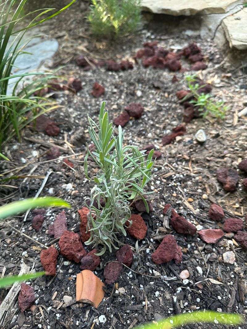 Apply Compost Sparingly for Nutrients