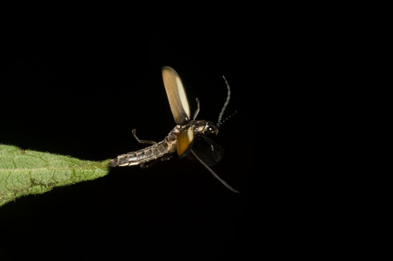 Habitat Fragmentation From Development