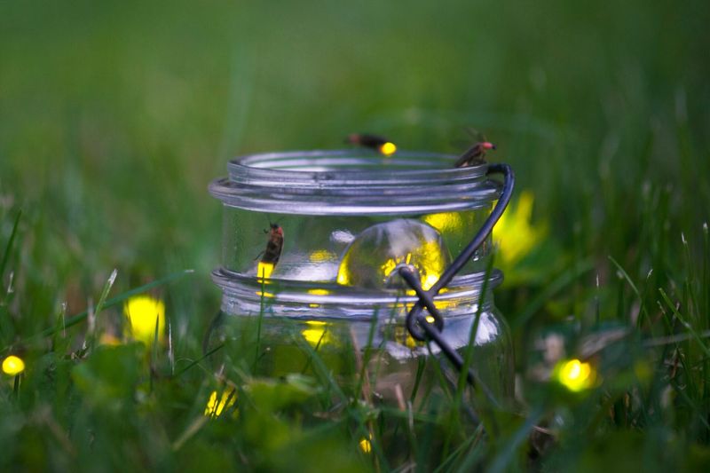 Fewer People Creating Firefly-Friendly Spaces