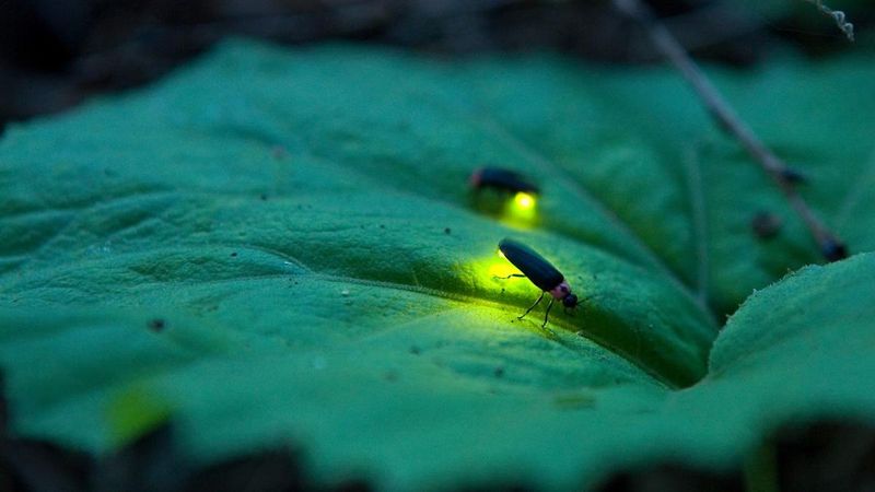 Loss of Native Plant Habitats