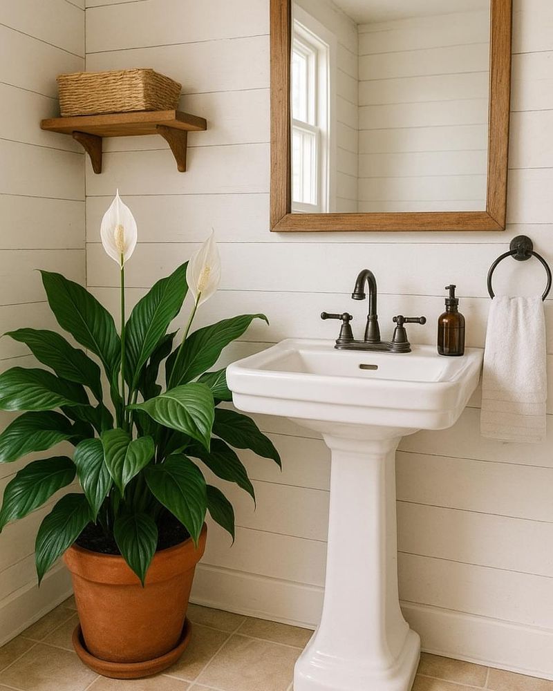 Reduces Mold Spores In Damp Areas