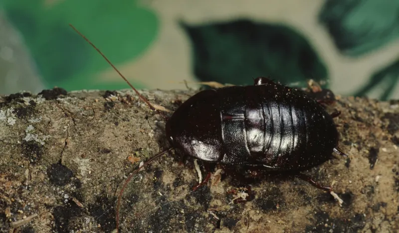 Cockroach And Beetle Exterminators