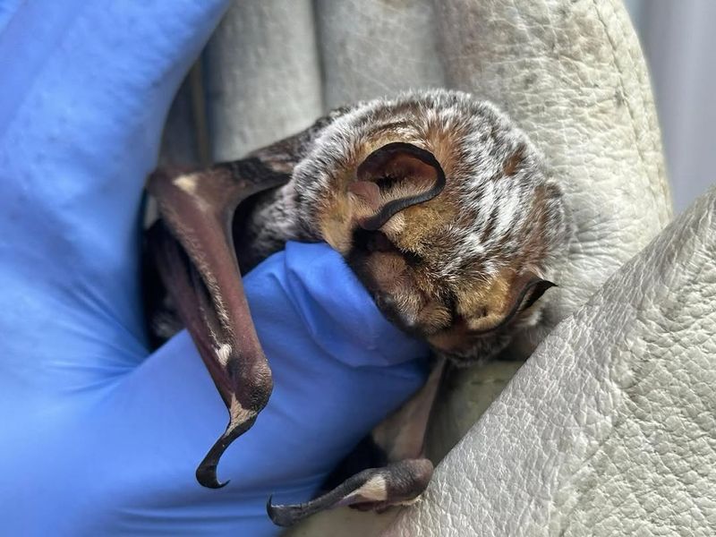 Gray Bat