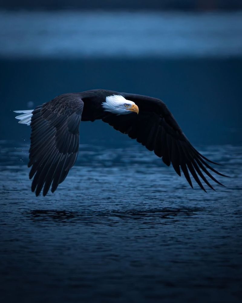 Bald Eagle