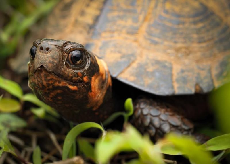 Bog Turtle