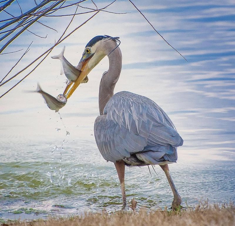 Great Blue Herons