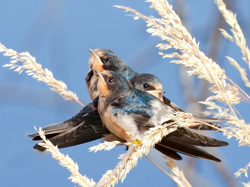 Migratory Birds And Their Nests