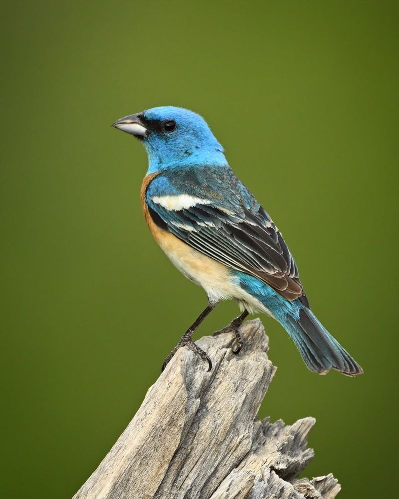 Lazuli Bunting At Seed Mixes