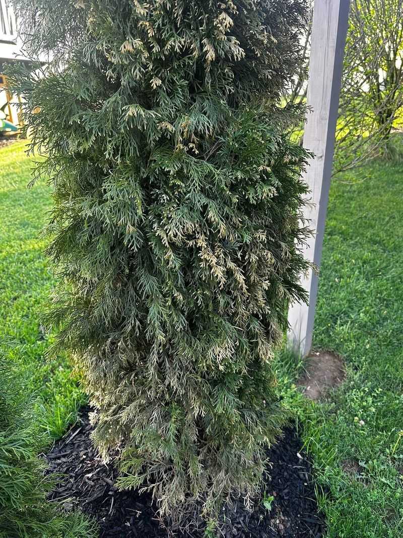 Transplant Shock from Recent Planting