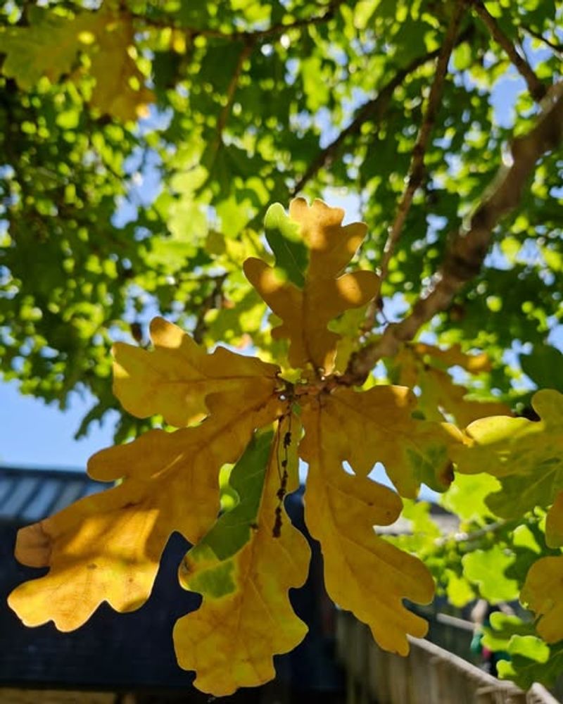 Brilliant Fall Foliage Creates Visibility