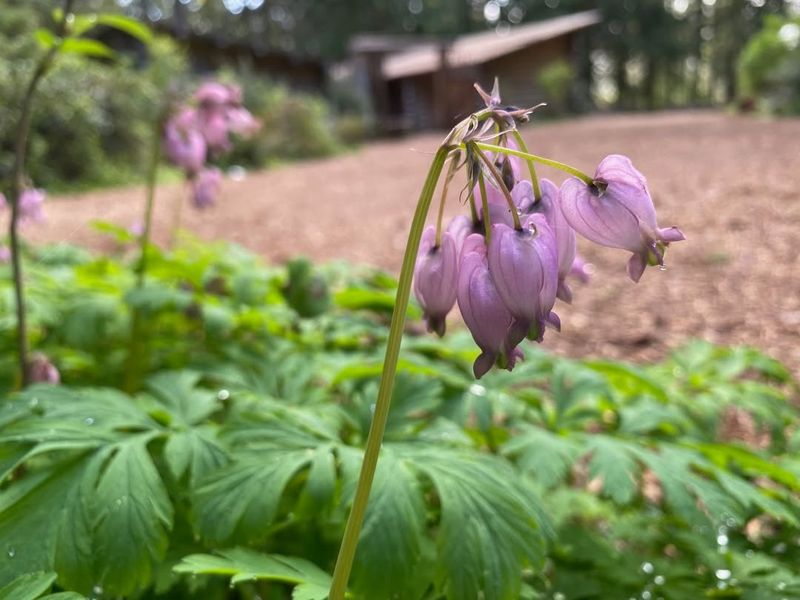 Pacific Bleeding Heart (Dicentra formosa)