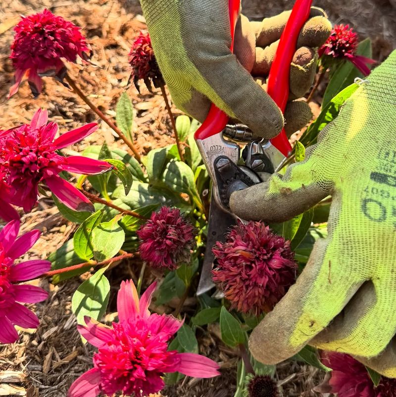 Deadhead Spent Blooms To Encourage More Flowers