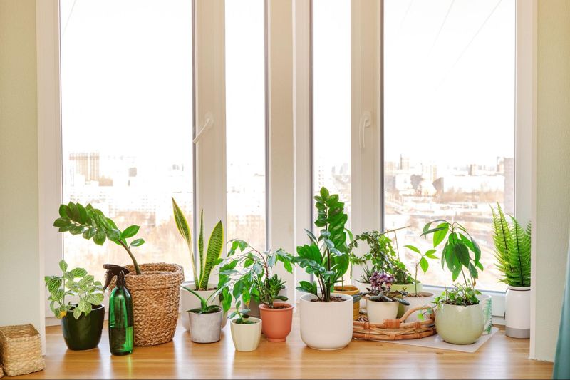 Gradually Acclimate Plants To Lower Light Conditions