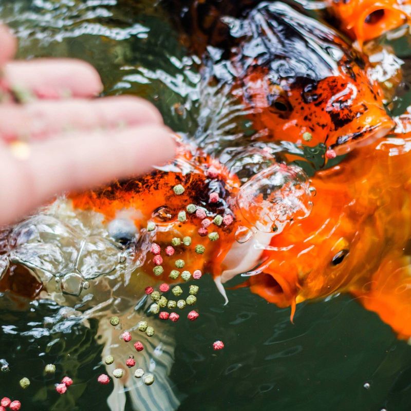Adjust Feeding Schedules For Fish