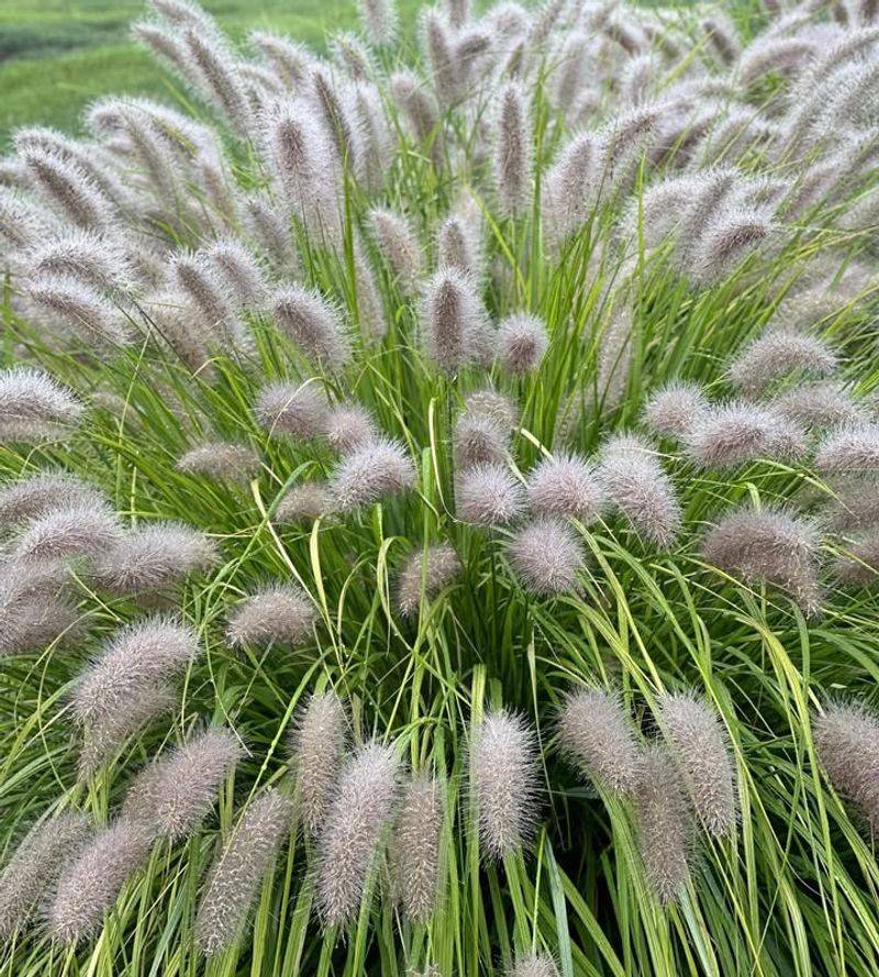 Surround with Ornamental Grasses