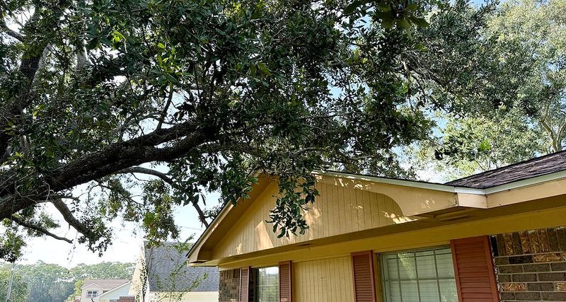 Trim Overhanging Tree Branches