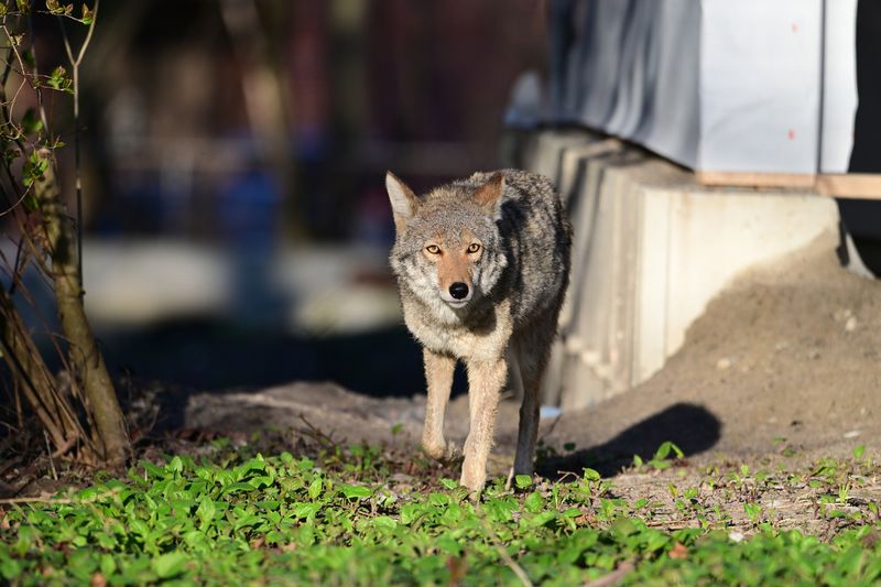 Report Aggressive Coyote Behavior To Wildlife Authorities