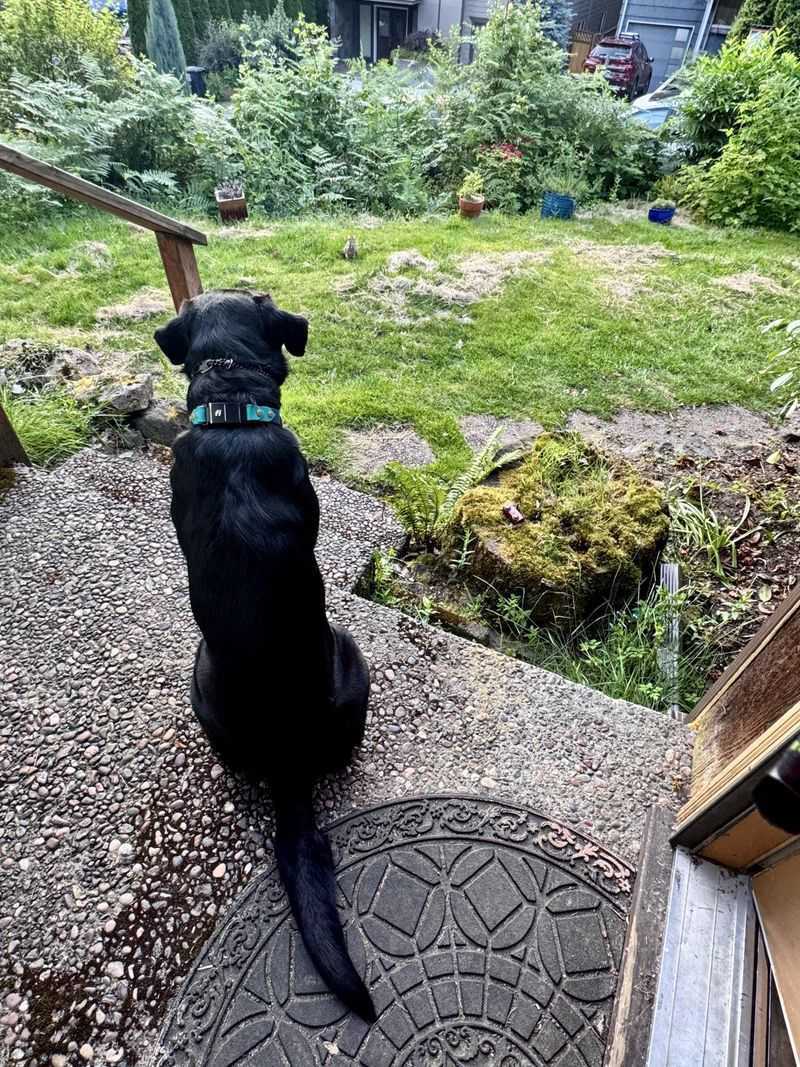 Keep Pets Supervised and Leashed
