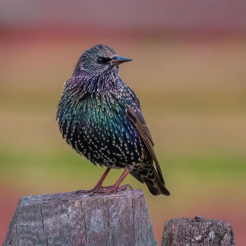 Support Local Conservation Organizations