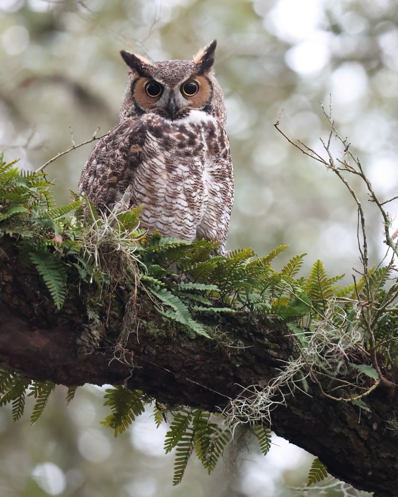 Encourage Natural Predators Like Owls And Snakes