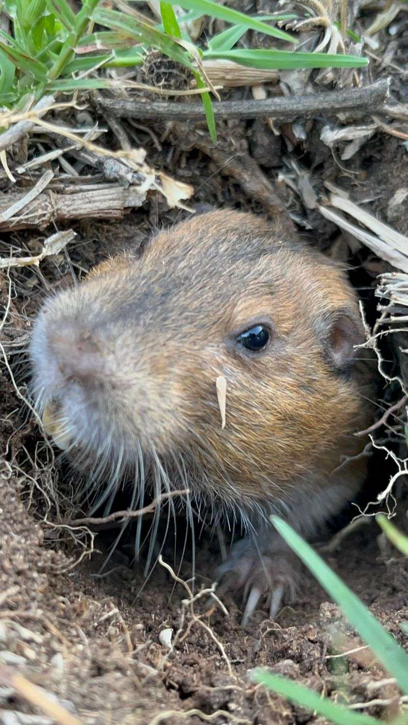 Use Humane Box Traps