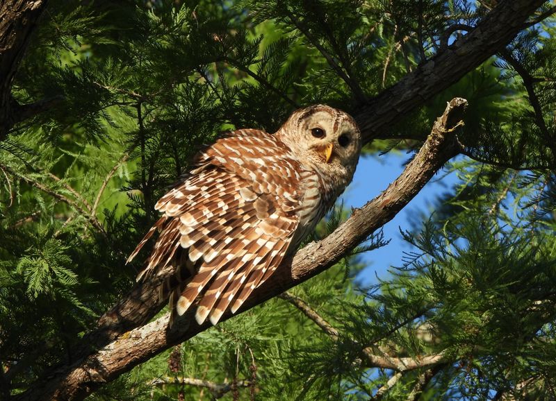 Encourage Natural Predators To Visit